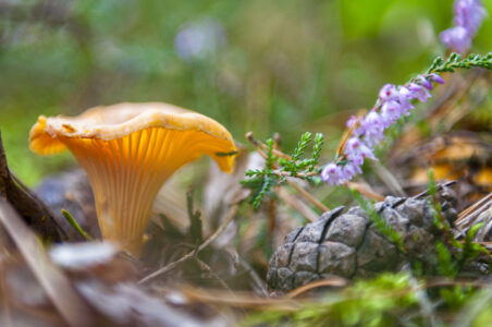 What is a Mushroom? Image